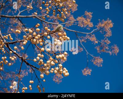 Chinaberry tree or melia azedarach fruits hanging on the tree in the spring Stock Photo