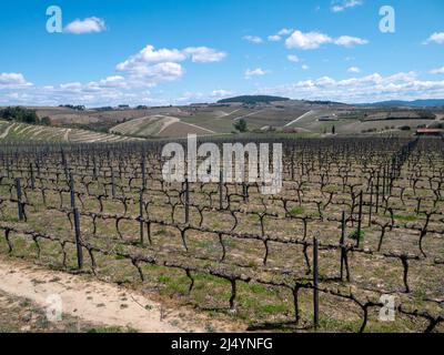 Pruned muscat grapevine plants in the Douro wine region of Portugal. Vineyards in the winter dormancy Stock Photo