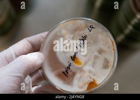 mycelium of exotic mushrooms in petri dishes. Selection and cultivation of mycelium. Mushroom cultivation around the world Stock Photo