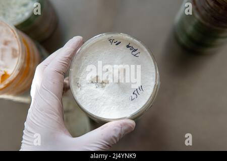 mycelium of exotic mushrooms in petri dishes. Selection and cultivation of mycelium. Mushroom cultivation around the world Stock Photo