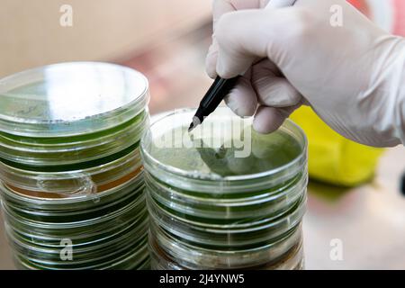 mycelium of exotic mushrooms in petri dishes. Selection and cultivation of mycelium. Mushroom cultivation around the world Stock Photo