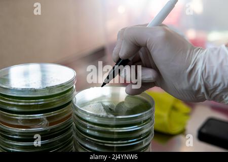 mycelium of exotic mushrooms in petri dishes. Selection and cultivation of mycelium. Mushroom cultivation around the world Stock Photo