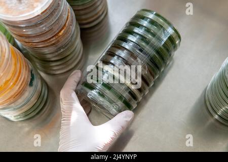 mycelium of exotic mushrooms in petri dishes. Selection and cultivation of mycelium. Mushroom cultivation around the world Stock Photo