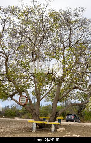 Poisonous manchineel tree with a warning sign at the parking lot of Playa Jeremi on the Caribbean island Curacao Stock Photo