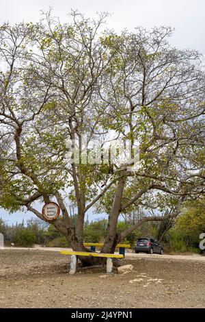 Poisonous manchineel tree with a warning sign at the parking lot of Playa Jeremi on the Caribbean island Curacao Stock Photo