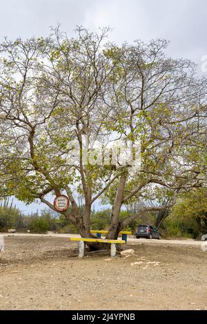 Poisonous manchineel tree with a warning sign at the parking lot of Playa Jeremi on the Caribbean island Curacao Stock Photo