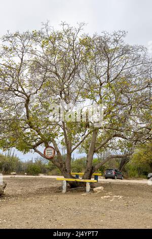 Poisonous manchineel tree with a warning sign at the parking lot of Playa Jeremi on the Caribbean island Curacao Stock Photo