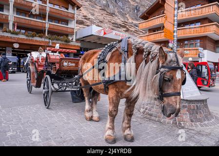 Horse with braided mane carrying cart on street of town square against houses Stock Photo