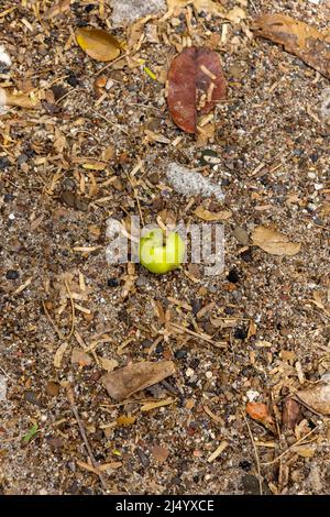 Poisonous manzanilla fruit at the beach of Playa Jeremi on the Caribbean island Curcao Stock Photo