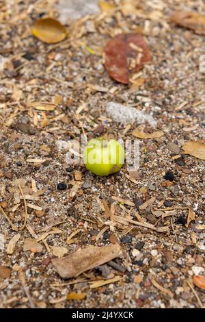 Poisonous manzanilla fruit at the beach of Playa Jeremi on the Caribbean island Curcao Stock Photo