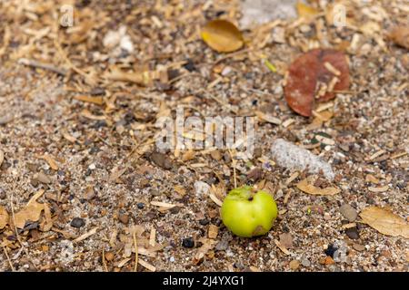 Poisonous manzanilla fruit at the beach of Playa Jeremi on the Caribbean island Curcao Stock Photo