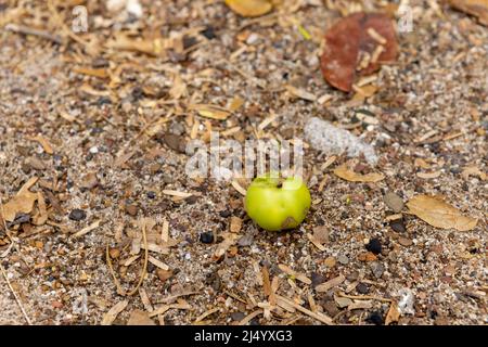 Poisonous manzanilla fruit at the beach of Playa Jeremi on the Caribbean island Curcao Stock Photo