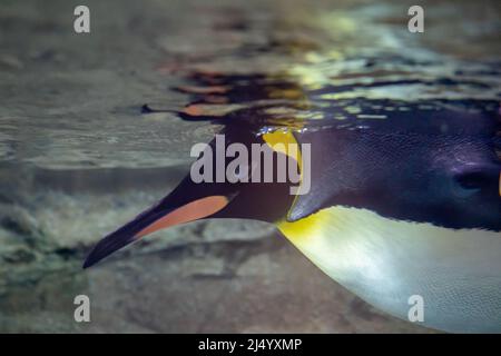 King Penguin (Aptenocytes patagonicus) Swimming Underwater at ABQ BioPark in New Mexico Stock Photo