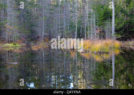Wetlands along the Oliverian Brook Trail in the Albany, New Hampshire ...