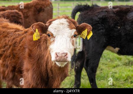 young cows in pasture, free range, breeding Stock Photo