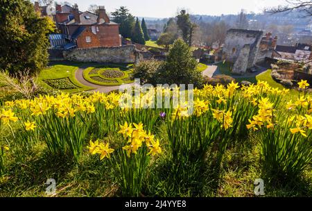 Early flowering daffodil 'February Gold'  blooming in early spring in the grounds of Guildford Castle, Guildford, Surrey, south-east England Stock Photo