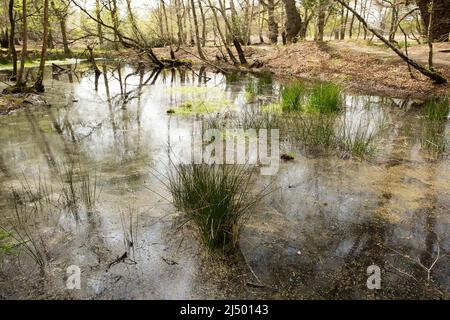 Thames Valley Bog Epping Forest Essex, England UK Europe Stock Photo