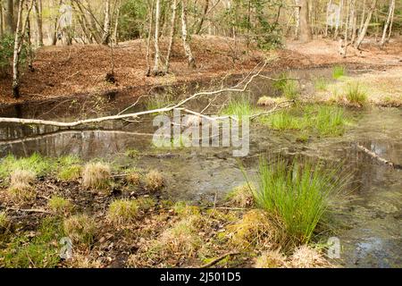 Thames Valley Bog Epping Forest Essex, England UK Europe Stock Photo