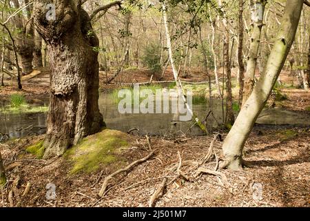 Thames Valley Bog Epping Forest Essex, England UK Europe Stock Photo