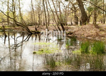 Thames Valley Bog Epping Forest Essex, England UK Europe Stock Photo