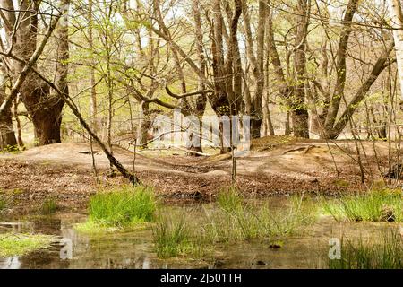 Thames Valley Bog Epping Forest Essex, England UK Europe Stock Photo