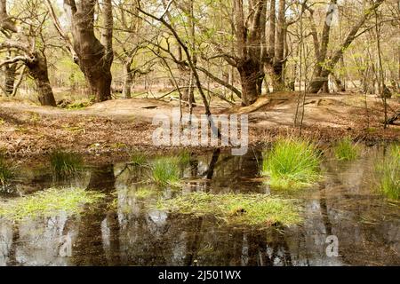 Thames Valley Bog Epping Forest Essex, England UK Europe Stock Photo