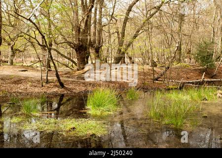 Thames Valley Bog Epping Forest Essex, England UK Europe Stock Photo