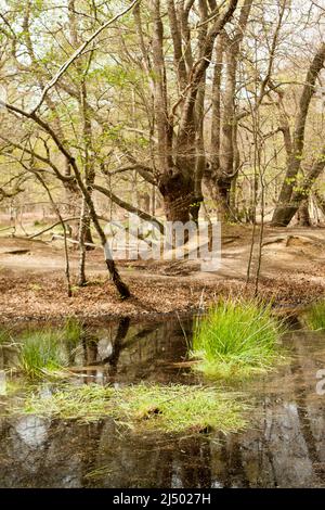 Thames Valley Bog Epping Forest Essex, England UK Europe Stock Photo