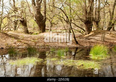 Thames Valley Bog Epping Forest Essex, England UK Europe Stock Photo