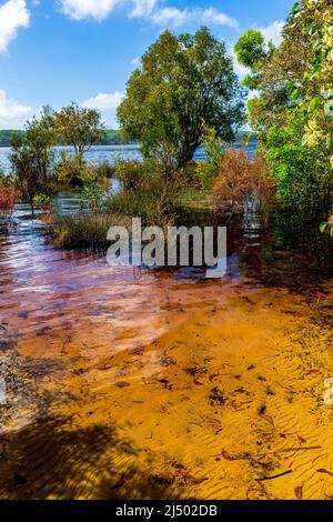 Lake Boomanjin is a large perched lake on Fraser Island with tea coloured water. Stock Photo