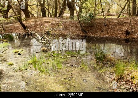 Thames Valley Bog Epping Forest Essex, England UK Europe Stock Photo