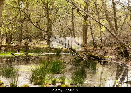 Thames Valley Bog Epping Forest Essex, England UK Europe Stock Photo