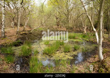 Thames Valley Bog Epping Forest Essex, England UK Europe Stock Photo