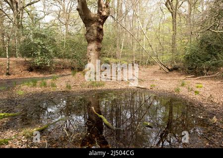 Thames Valley Bog Epping Forest Essex, England UK Europe Stock Photo