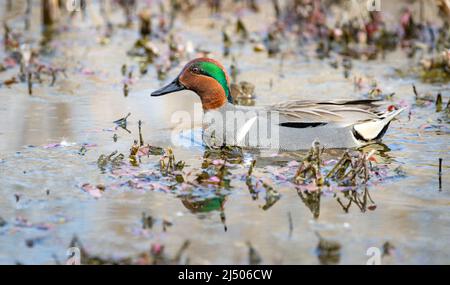 A male green- winged teal ' Anas carolinensis ' swims in a marsh looking for a mate. Stock Photo