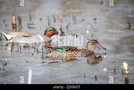 A male green- winged teal ' Anas carolinensis ' swims in a marsh looking for a mate. Stock Photo