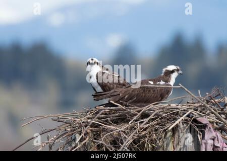 An Osprey pair gaze out from their nest along the Snohomish River in Everett, Washington. Stock Photo