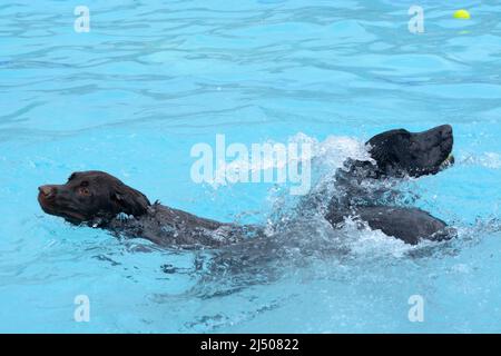 Two labrador retriever dogs swimming and splashing in swimming pool during pool party Stock Photo