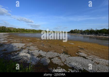 Colorful organic algal bloom in Eco Pond in Everglades National Park, Florida in early morning light.. Stock Photo