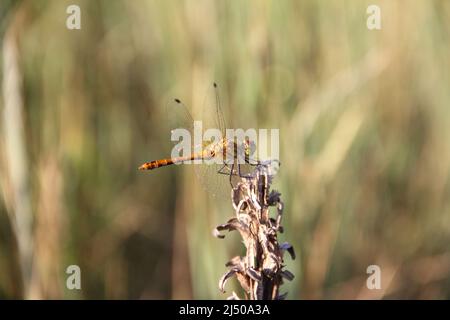 Beautiful yellow dragonfly sitting on dry stem of meadow plant. Close up of insect in sunny summer day. Stock Photo