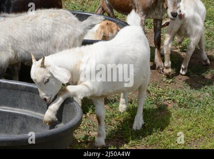 Playful white goat kid pawing water trough about to climb inside Stock Photo