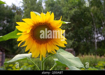 Close up of big sunflower on dark garden background. Single beautiful sunflower with bright yellow orange petals and big leaves. Stock Photo