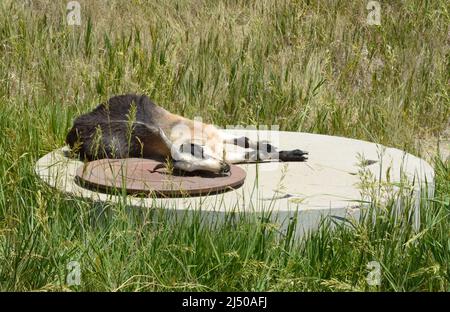Pregnant goat resting on concrete utility circle cover with metal manhole in grassy field Stock Photo