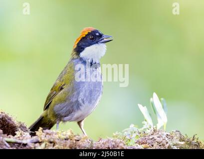 Chestnut Capped Brush Finch perched on a log Stock Photo
