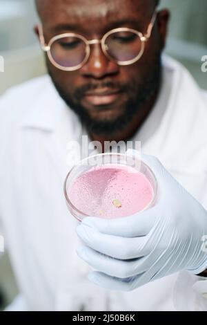 Young serious black man in gloves, eyeglasses and whitecoat holding petri dish with bacteria grown in laboratory in pink substance Stock Photo