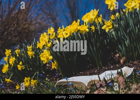 A book next to a bunch of daffodils on a warm spring day. Stock Photo