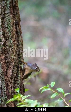 Issaquah, Washington, USA.   Douglas Squirrel on a Douglas Fir tree trunk Stock Photo