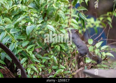 Issaquah, Washington, USA.   Douglas Squirrel balancing on a wooden post as it tries to eat some leaves from a bush Stock Photo