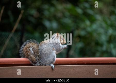 Issaquah, Washington, USA.   Western Grey Squirrel eating a peanut while sitting on a flower box Stock Photo