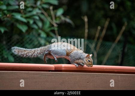 Issaquah, Washington, USA.   Western Grey Squirrel jumping down from a flower box Stock Photo